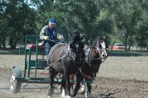 "Golden State Draft and Mule Association" member Mr. Colvin demonstrating how farming was done before the advent of tractors.