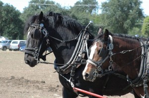 Draft Horses pulling farm equiptment